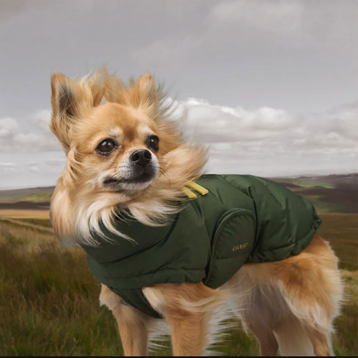 Cloud7 Dog coat Alaska, Olive