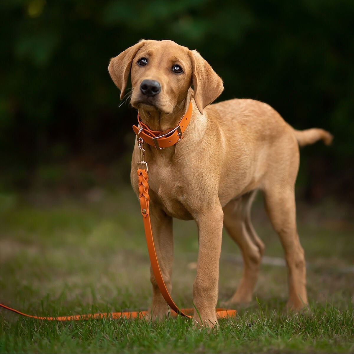 Tyylivoitto Braid leash, burnt orange