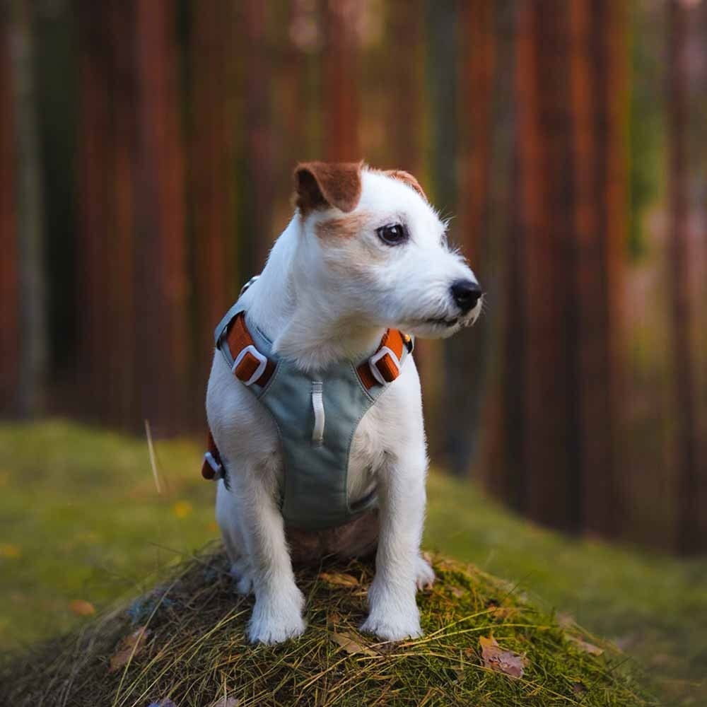 Woolly Wolf Alpha 360 Harness, Glacier Green Mix 