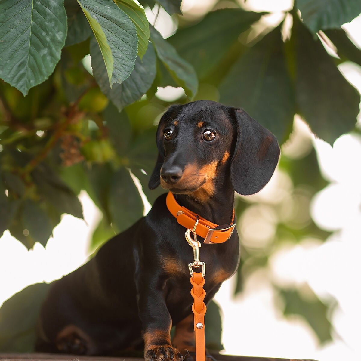 Tyylivoitto Classy collar narrow, burnt orange
