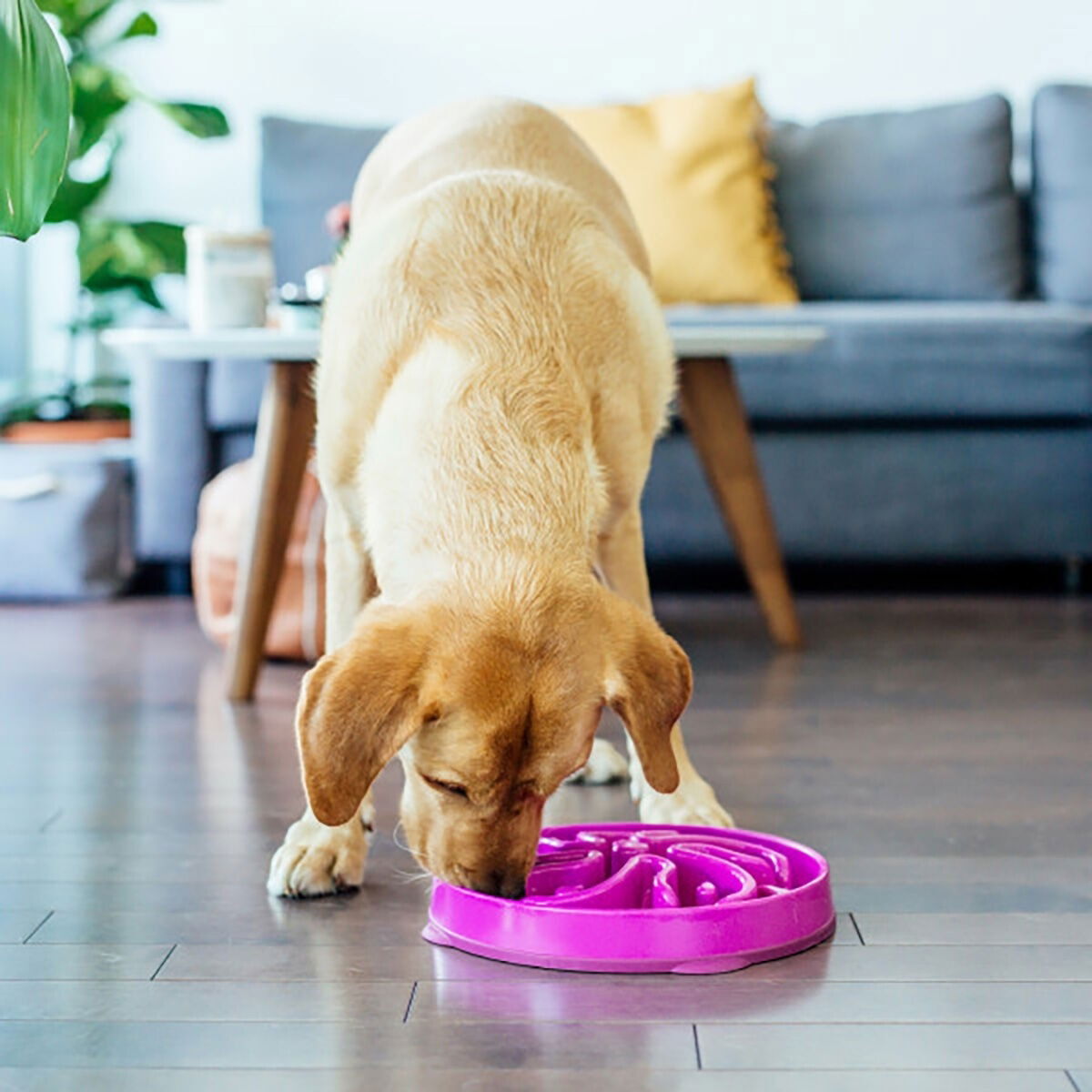 Slow feeder Outward Hound Flower LG