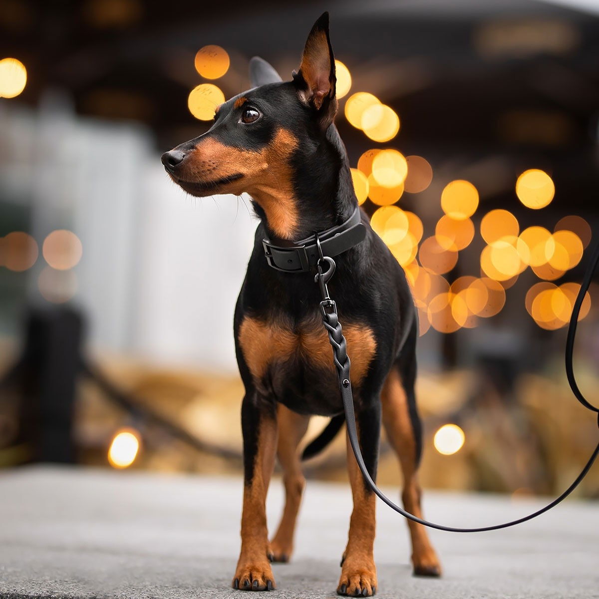Tyylivoitto Braid leash, Black on Black