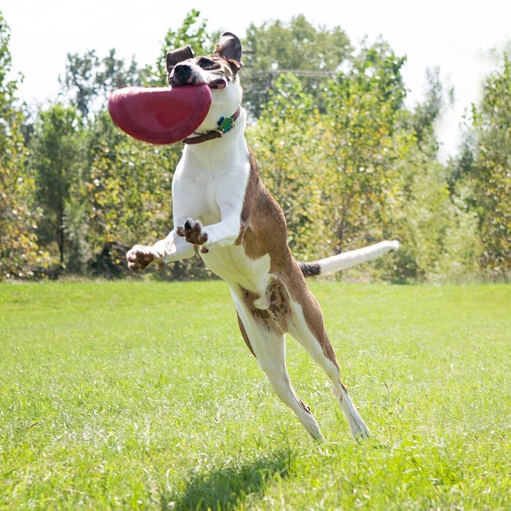 KONG frisbee rød