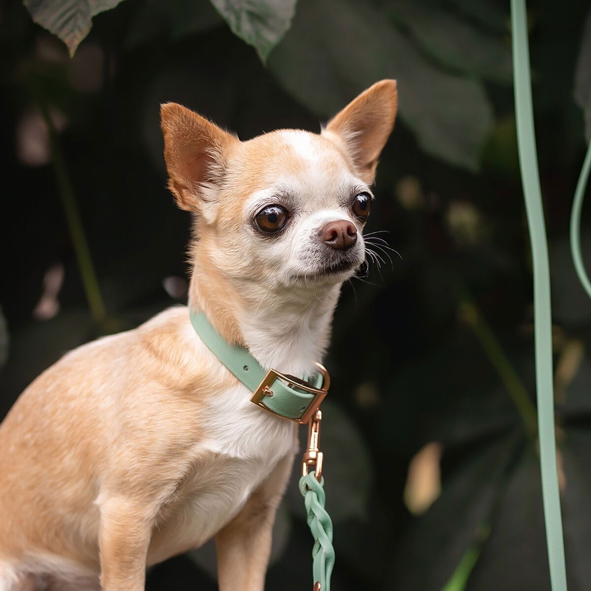 Tyylivoitto Classy collar narrow, sage/rosegold