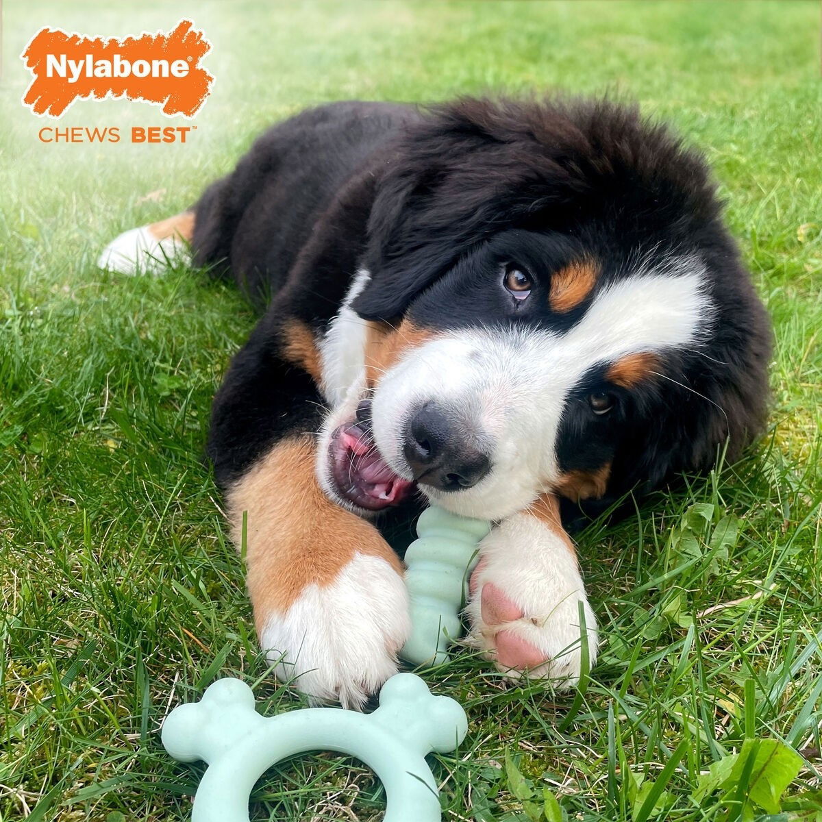 Nylabone Puppy Tactile stick peanut butter S