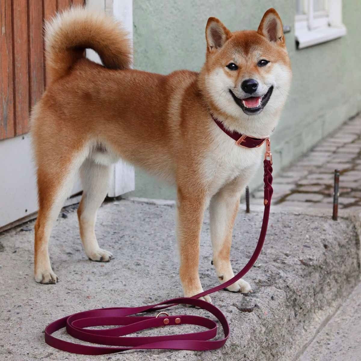 Tyylivoitto Braid leash, burgundy