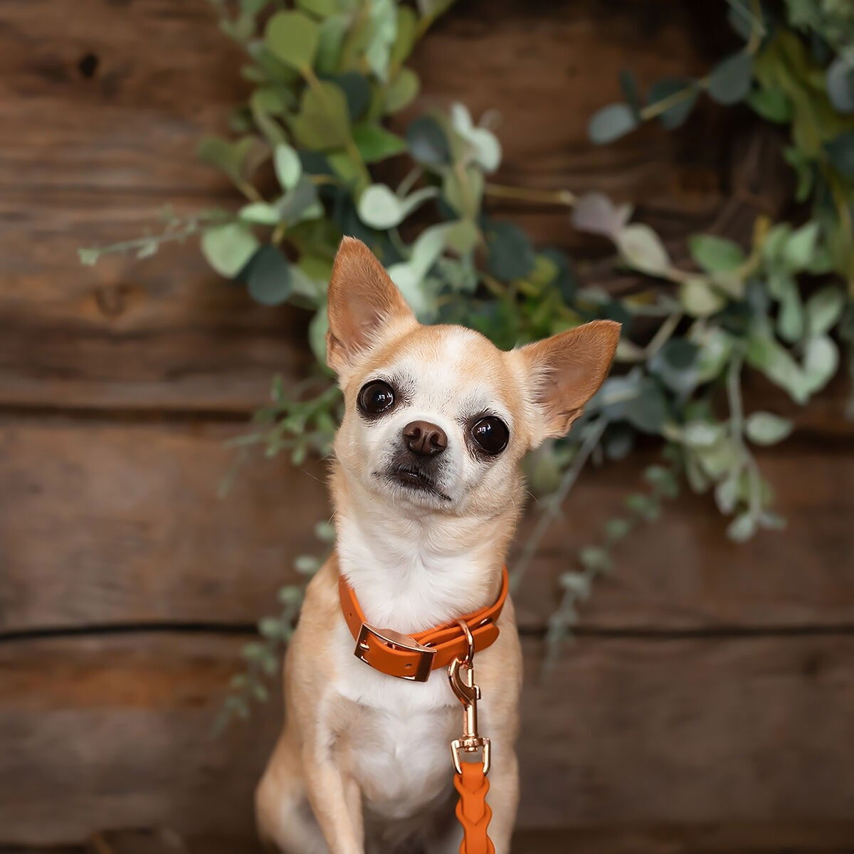 Tyylivoitto Classy collar narrow, burnt orange