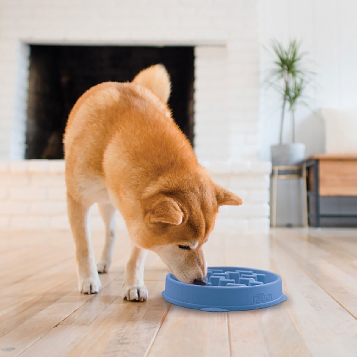 Slow feeder Outward Hound Notch M