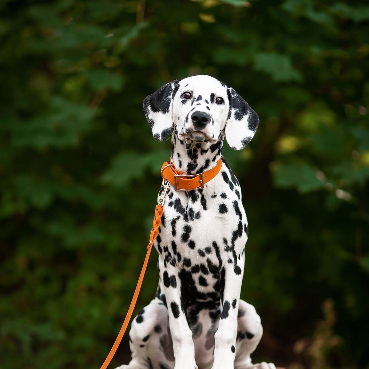 Tyylivoitto Braid leash, burnt orange