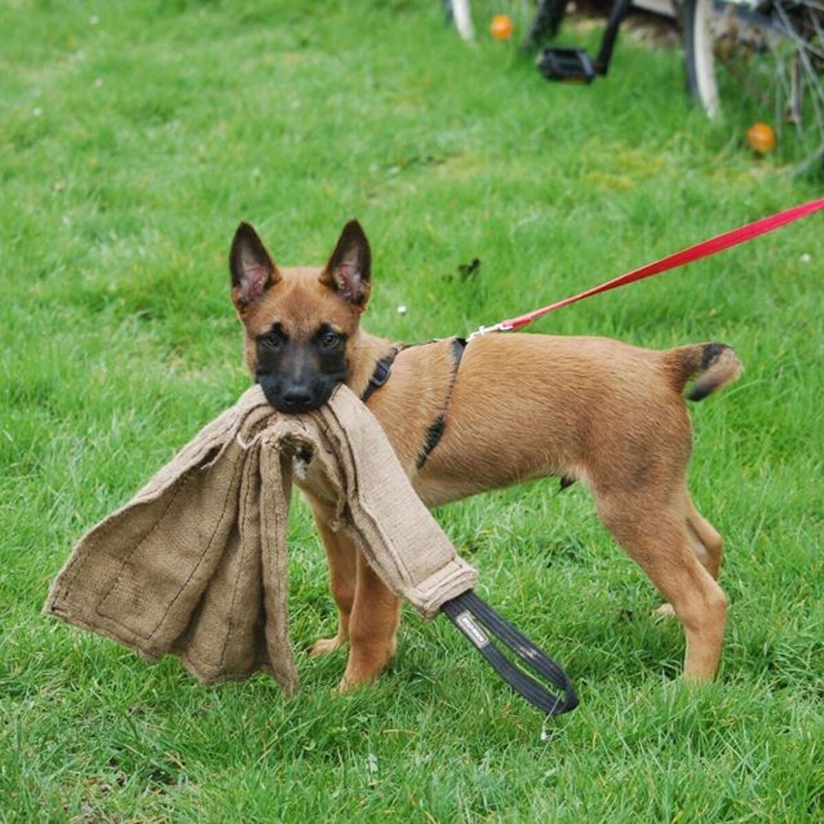 Dingo Gear Jute Tug 65cm