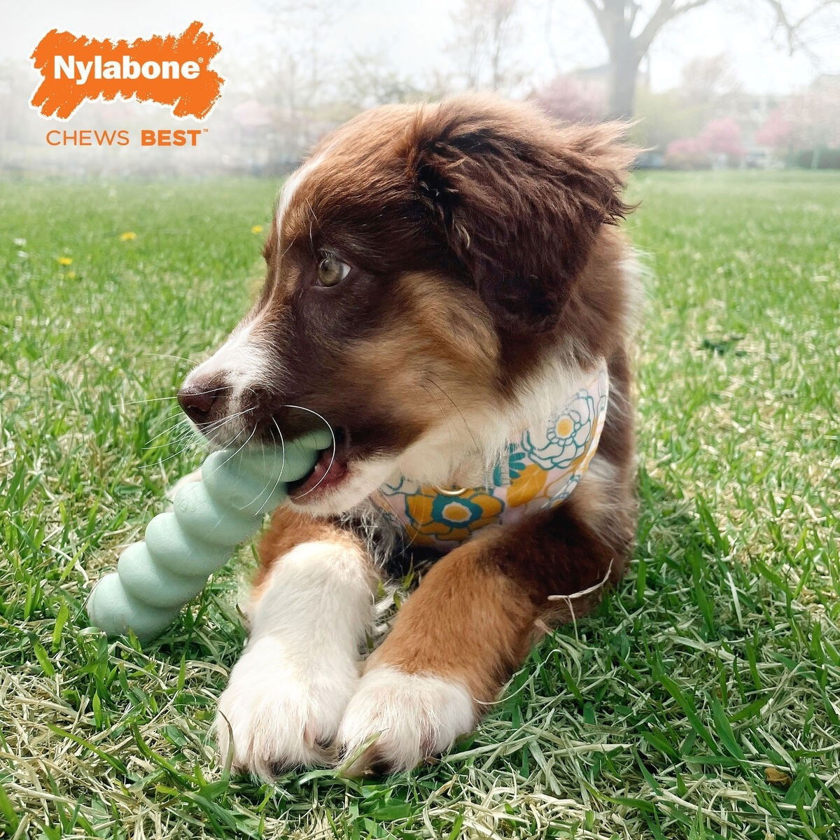 Nylabone Puppy Tactile stick peanut butter S