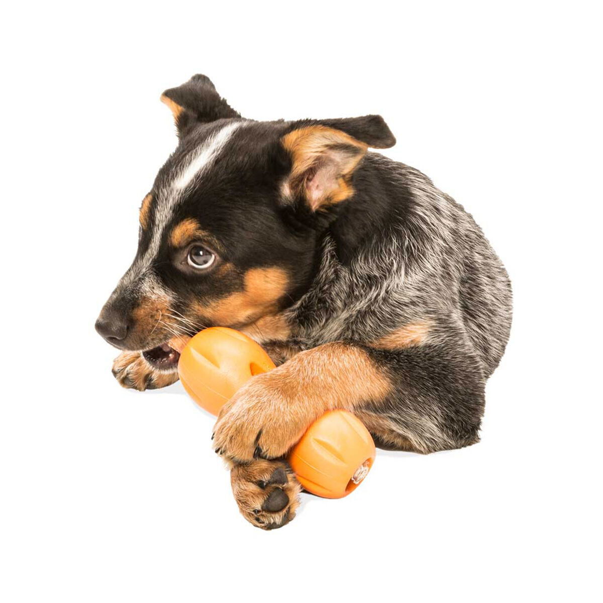 West Paw Qwizl tangerine orange