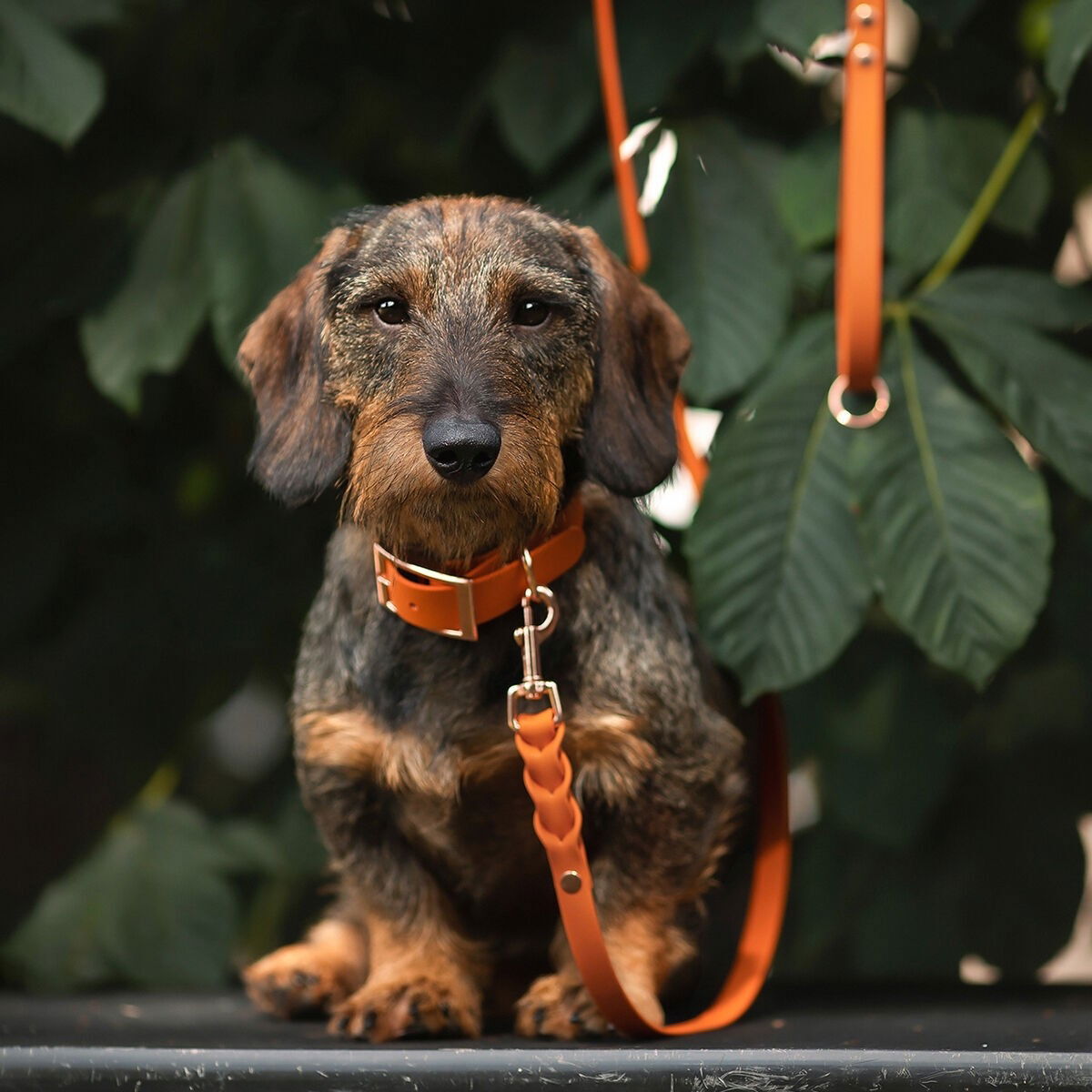 Tyylivoitto Braid leash, burnt orange