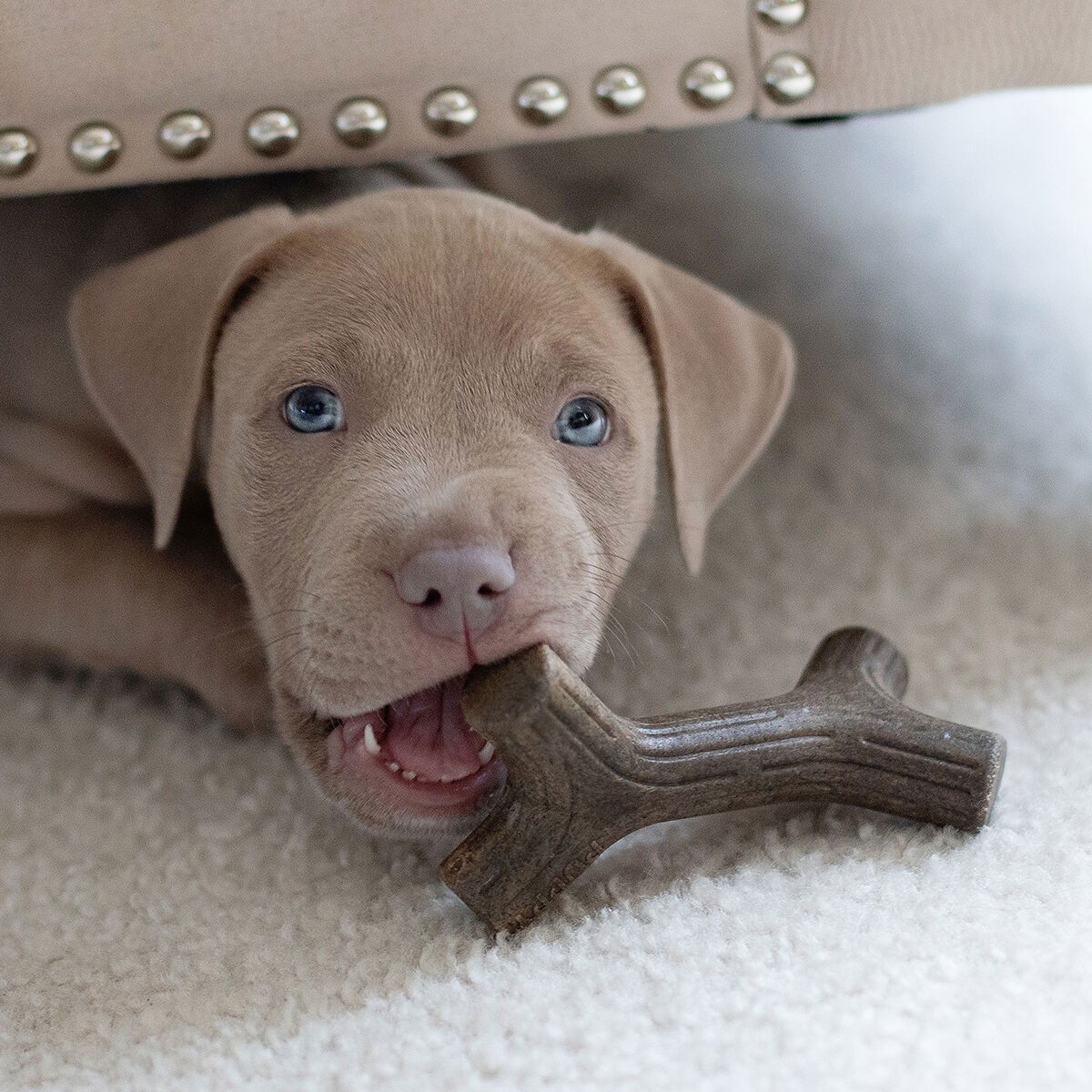 BB Puppy 2-Pack Maplestick/Zaggler Bacon Tiny