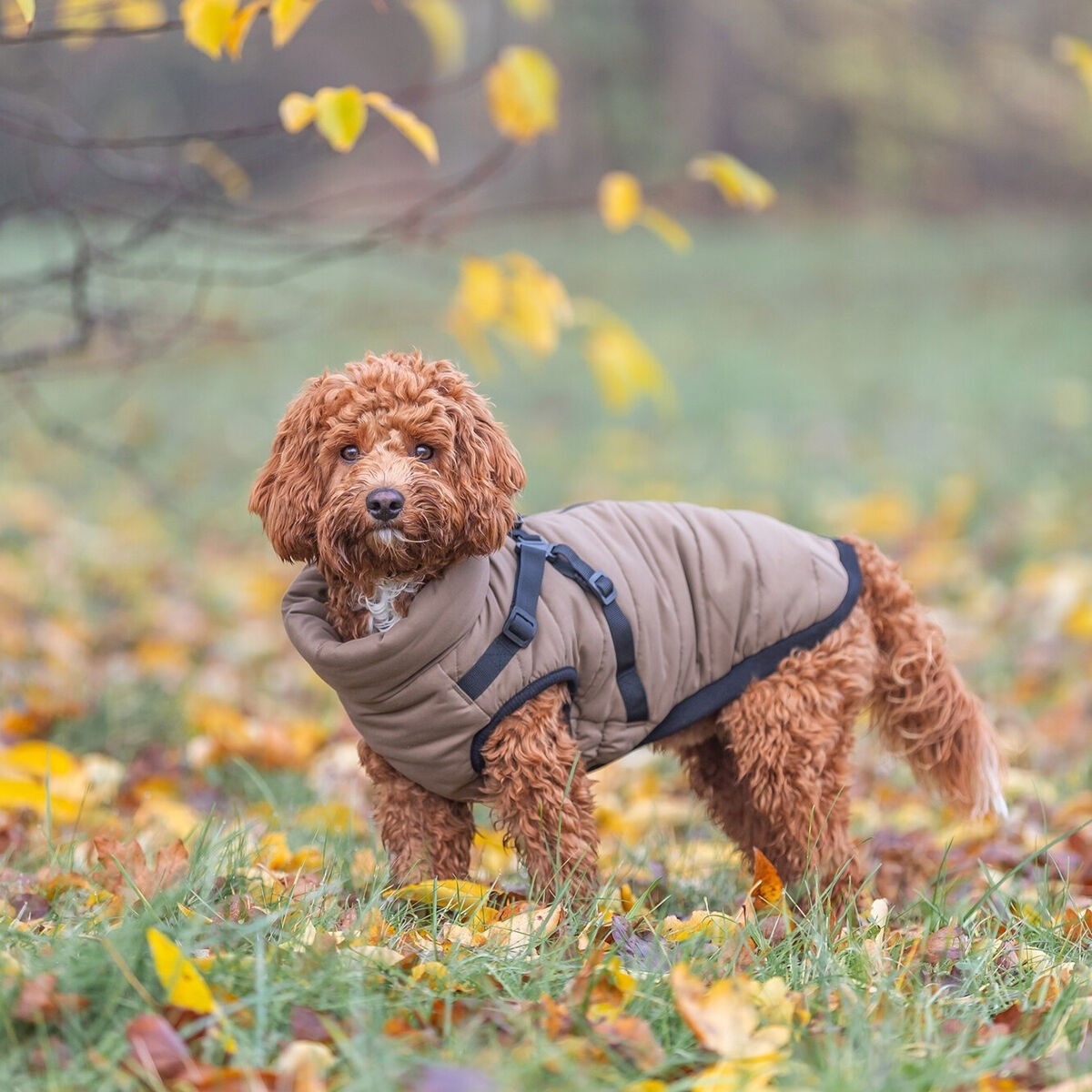 Trixie Pirou Teddy coat with harness, sand