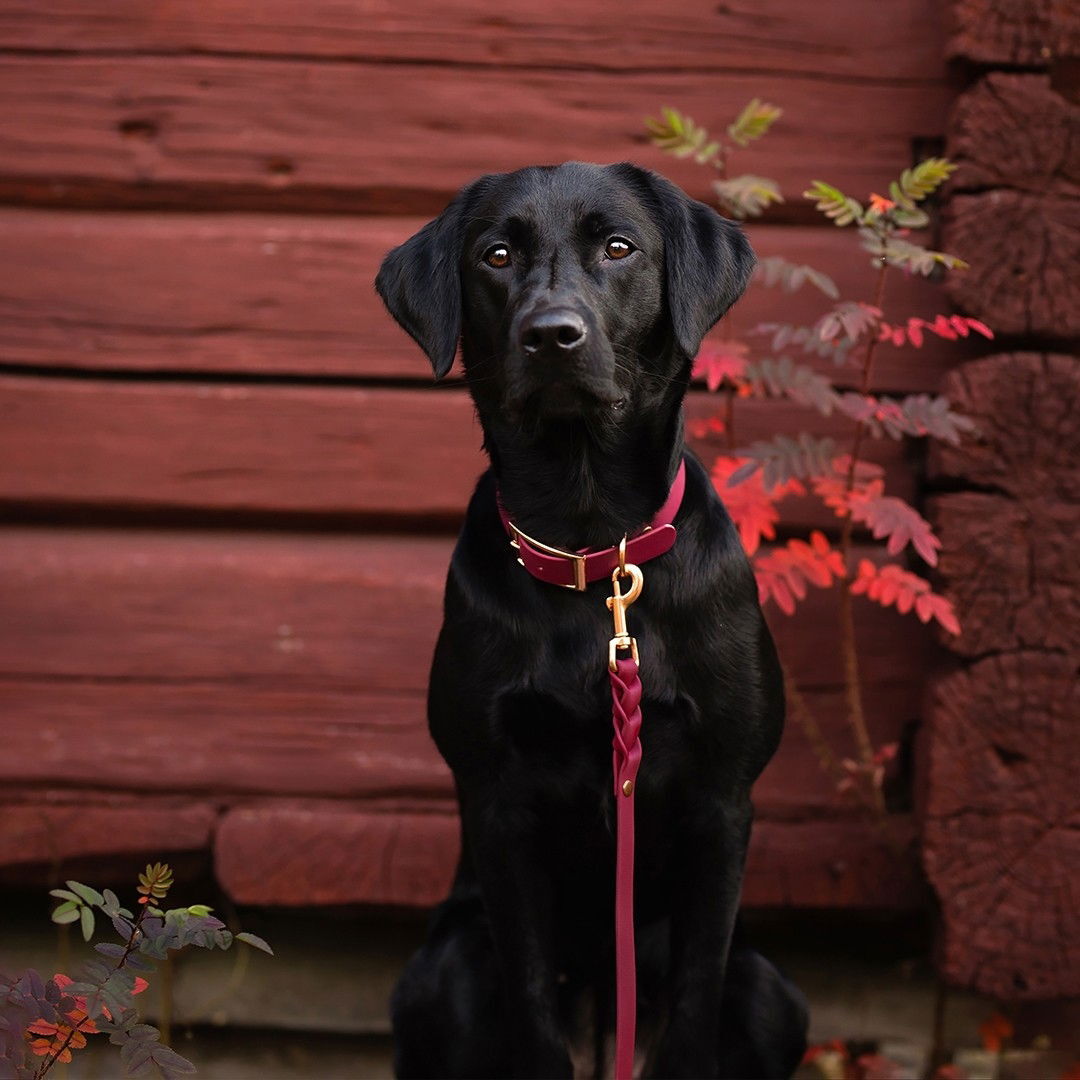 Tyylivoitto Braid leash, burgundy