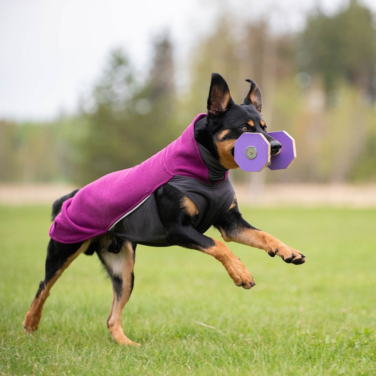 JumppaPomppa Plum
