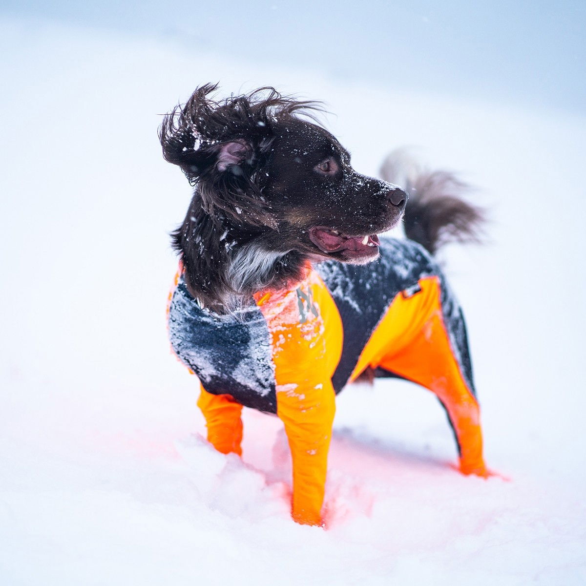 Non-stop protector snø hann