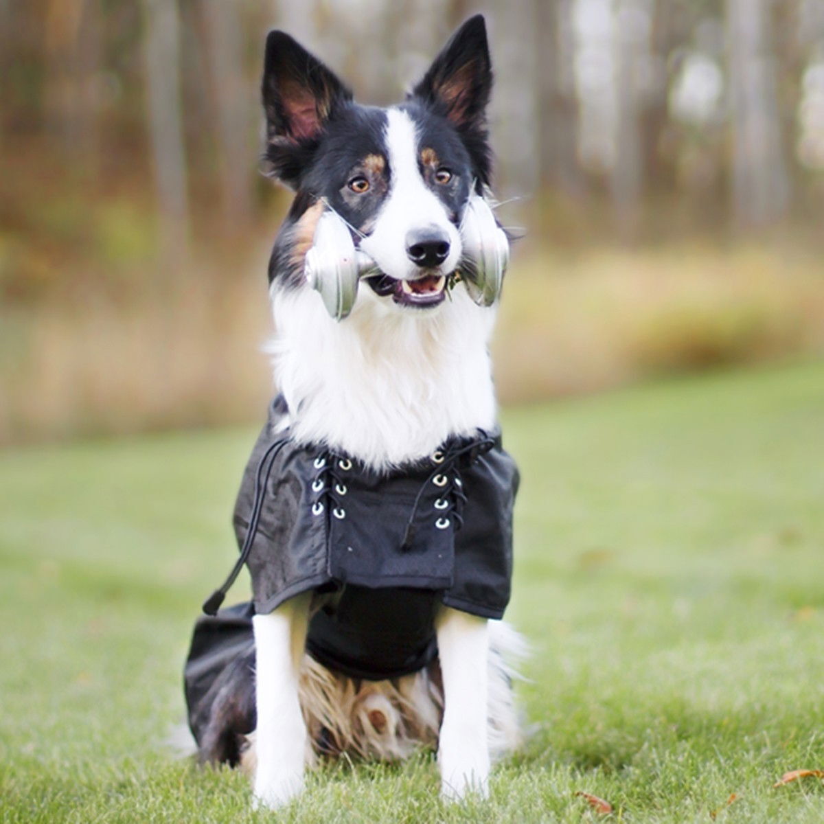 Back on Track Dog rain rug (no filling), Black 