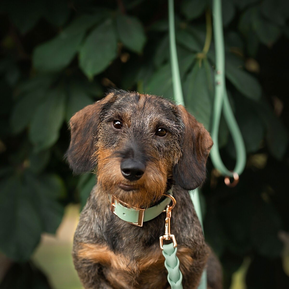 Tyylivoitto Classy collar, sage/rosegold